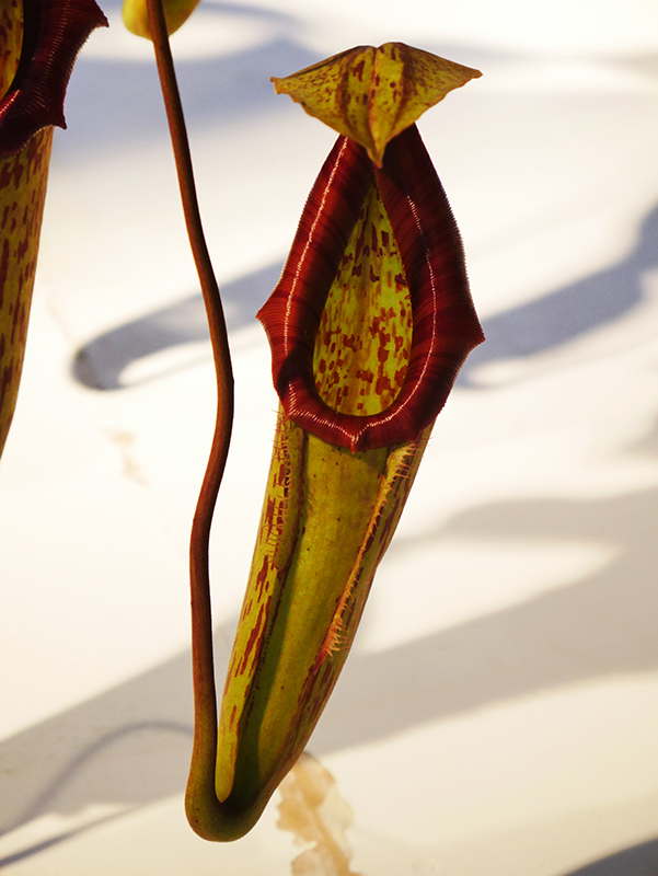 Nepenthes pitopangii
