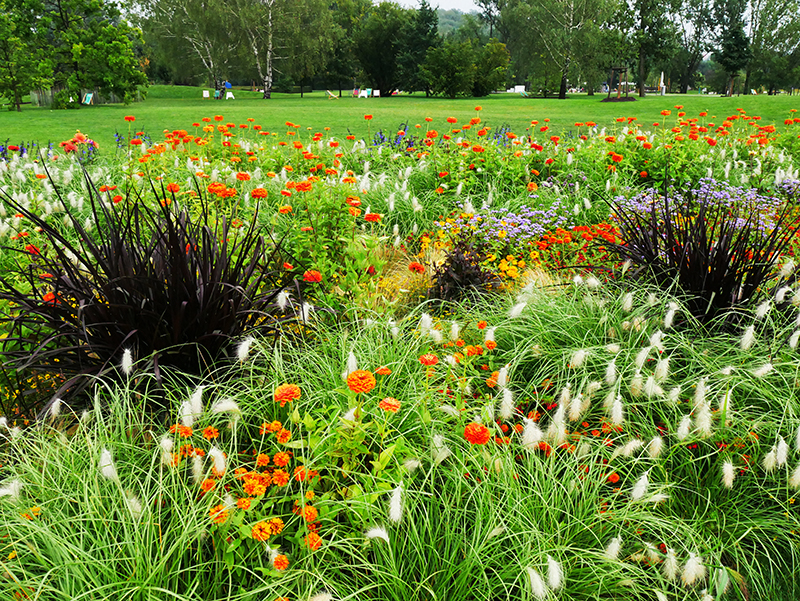 Blumenwiese
