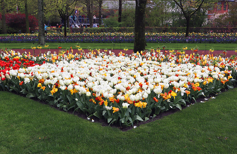 Tulpenblüte Keukenhof (NL)
