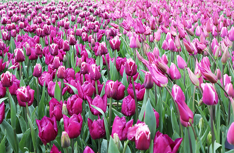 Tulpenblüte Keukenhof (NL)
