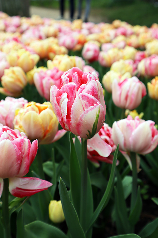 Tulpenblüte Keukenhof (NL)
