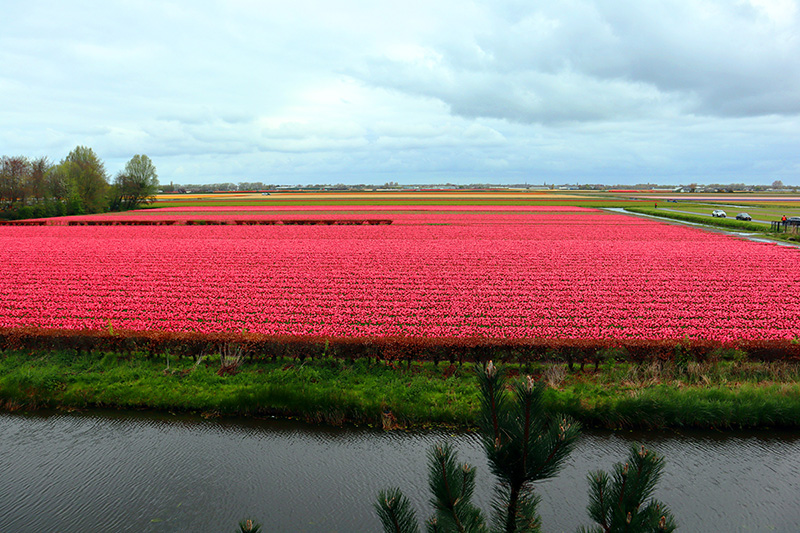 Tulpenblüte Keukenhof (NL)
