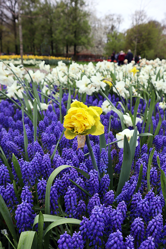 Tulpenblüte Keukenhof (NL)
