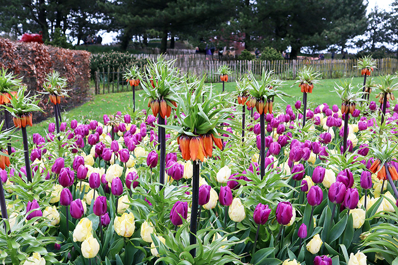 Tulpenblüte Keukenhof (NL)
