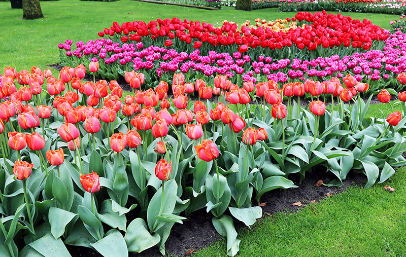 Tulpenblüte Keukenhof (NL)
