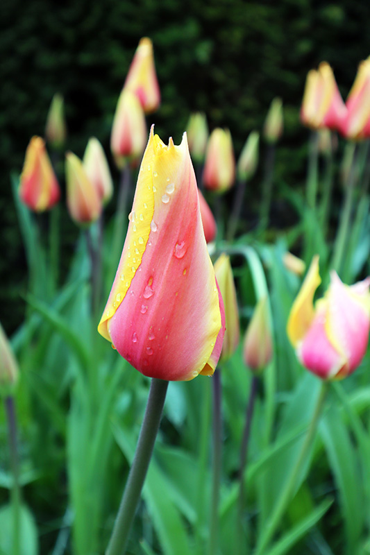 Tulpenblüte Keukenhof (NL)
