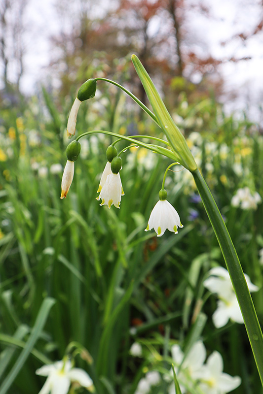 Tulpenblüte Keukenhof (NL)
