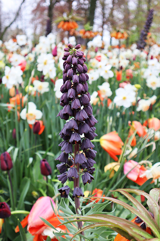 Tulpenblüte Keukenhof (NL)
