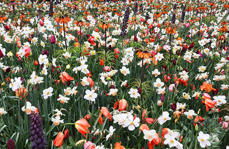 Tulpenblüte Keukenhof (NL)
