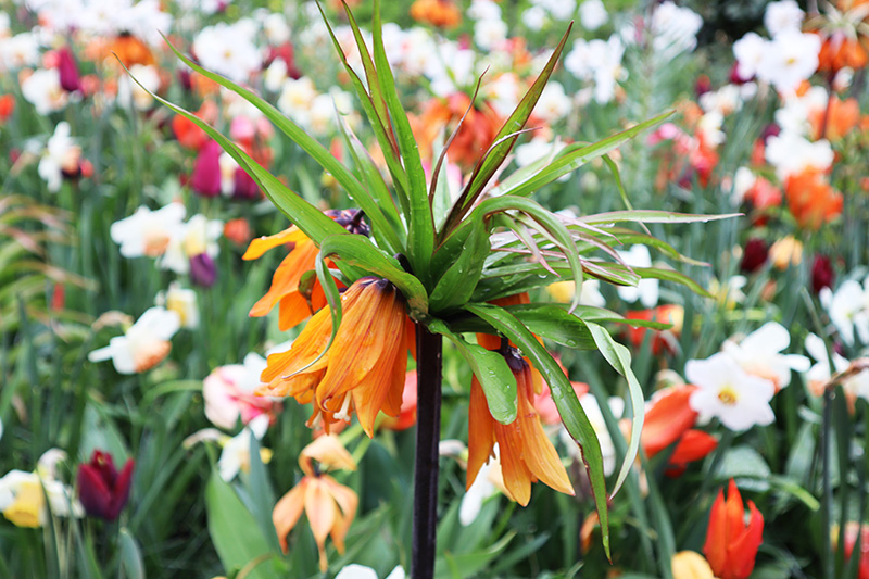 Tulpenblüte Keukenhof (NL)
