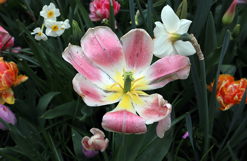 Tulpenblüte Keukenhof (NL)
