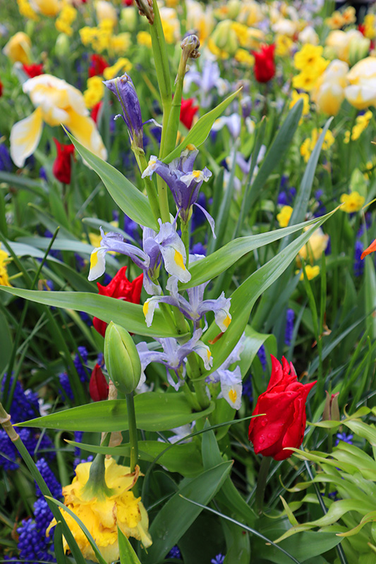 Tulpenblüte Keukenhof (NL)
