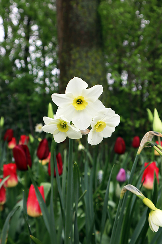 Tulpenblüte Keukenhof (NL)
