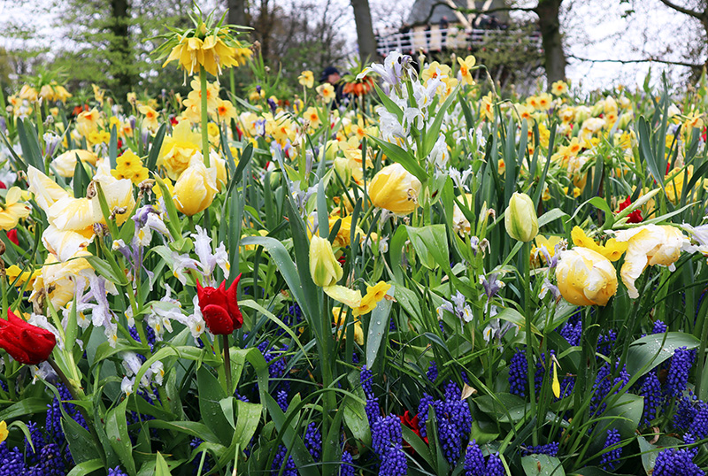 Tulpenblüte Keukenhof (NL)
