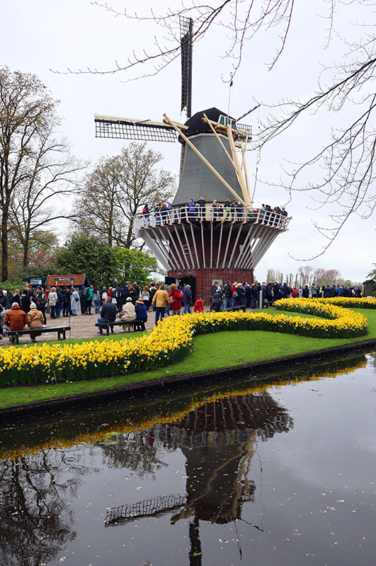 Tulpenblüte Keukenhof (NL)
