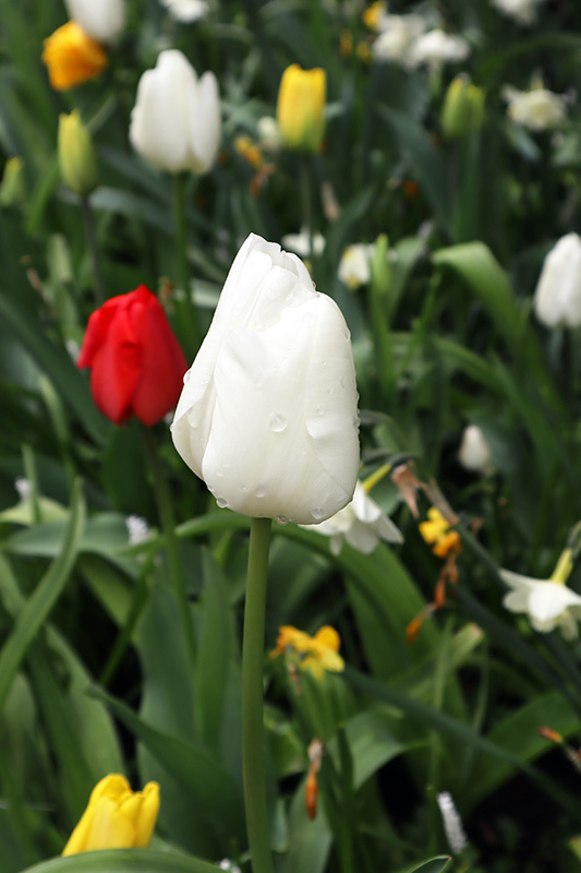 Tulpenblüte Keukenhof (NL)
