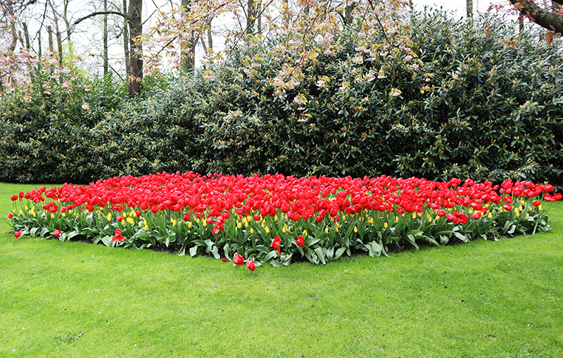 Tulpenblüte Keukenhof (NL)
