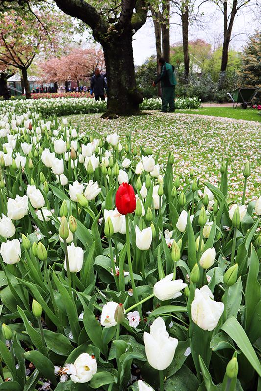 Tulpenblüte Keukenhof (NL)
