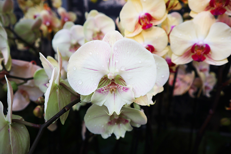 Tulpenblüte Keukenhof (NL)
