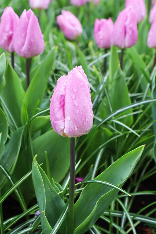 Tulpenblüte Keukenhof (NL)
