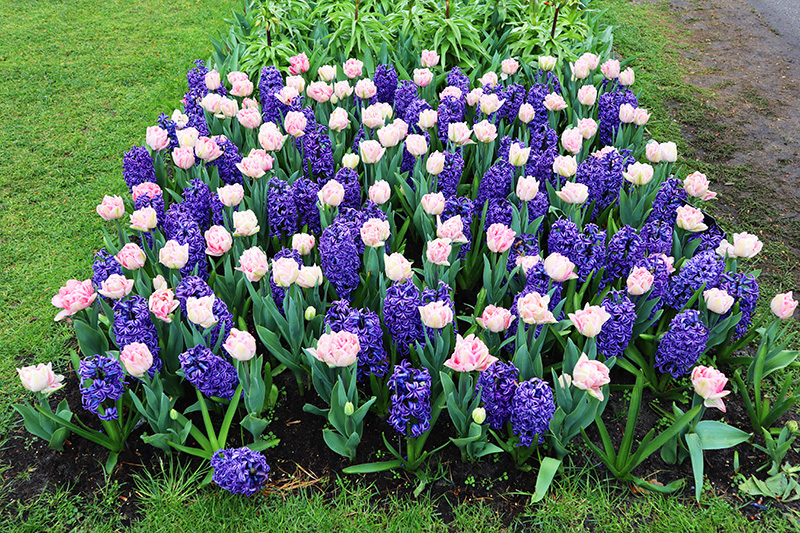 Tulpenblüte Keukenhof (NL)
