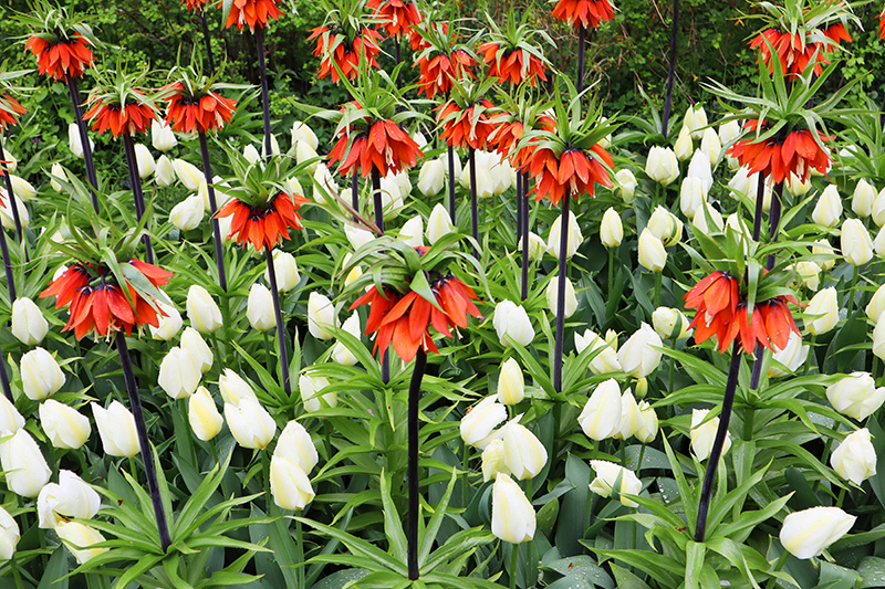 Tulpenblüte Keukenhof (NL)
