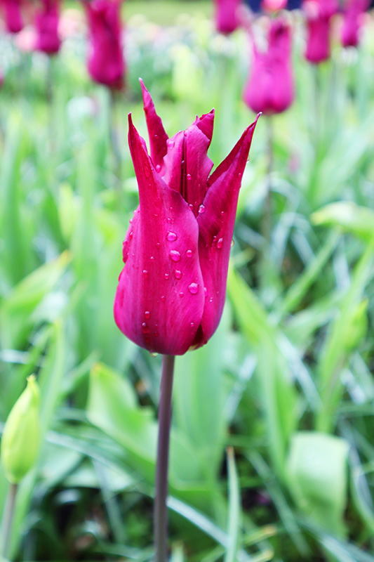 Tulpenblüte Keukenhof (NL)
