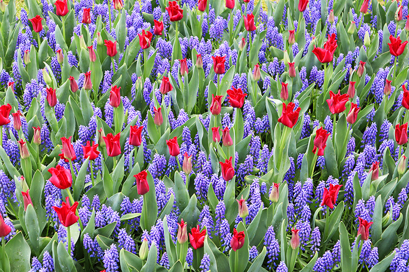 Tulpenblüte Keukenhof (NL)
