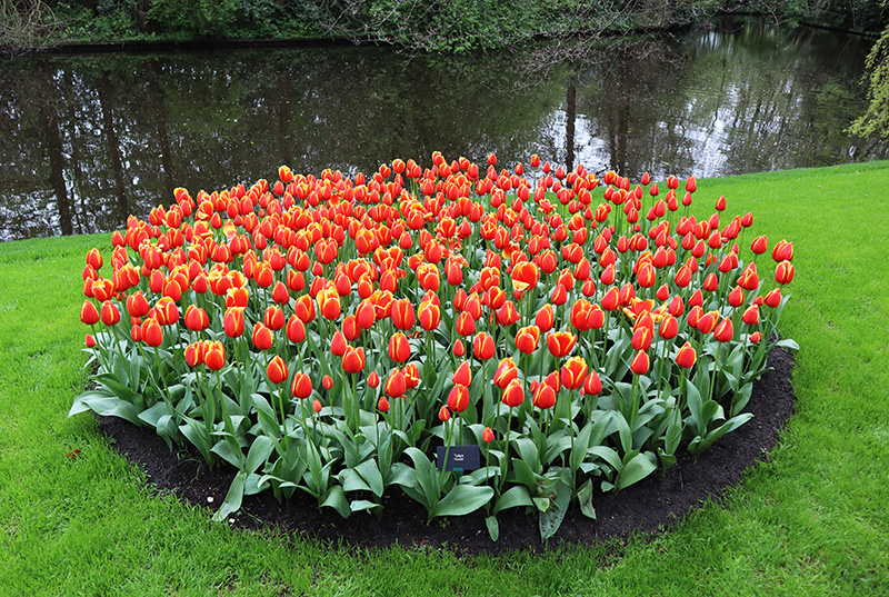 Tulpenblüte Keukenhof (NL)
