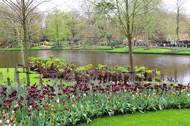 Tulpenblüte Keukenhof (NL)
