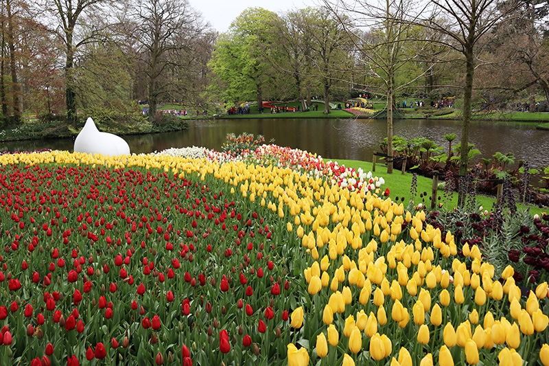 Tulpenblüte Keukenhof (NL)
