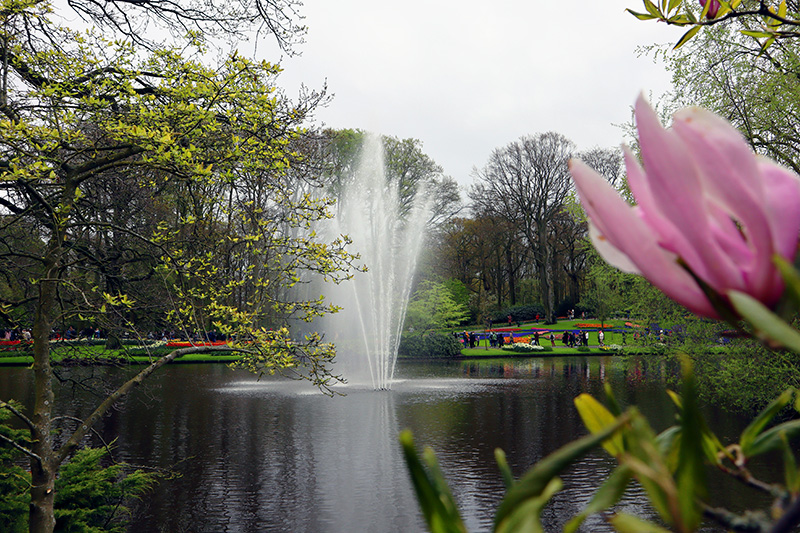 Tulpenblüte Keukenhof (NL)
