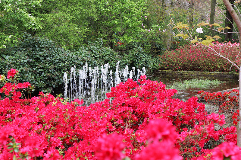 Tulpenblüte Keukenhof (NL)
