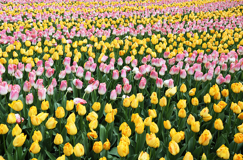 Tulpenblüte Keukenhof (NL)
