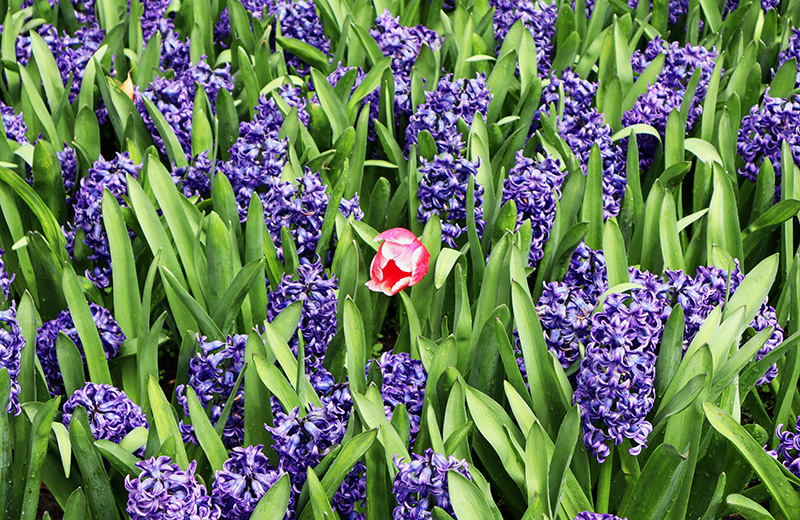 Tulpenblüte Keukenhof (NL)
