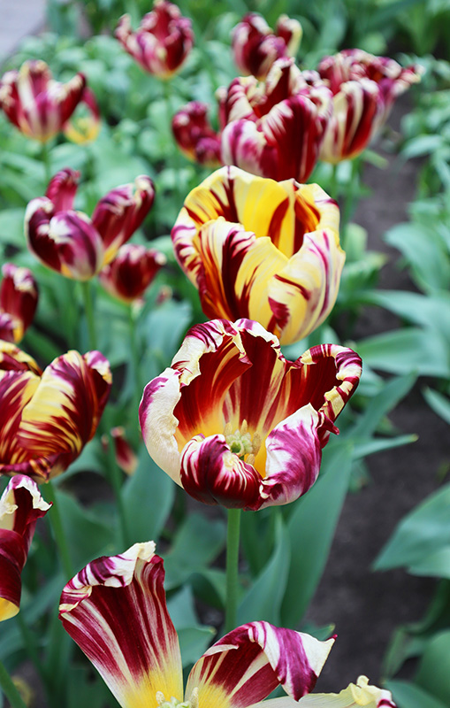 Tulpenblüte Keukenhof (NL)
