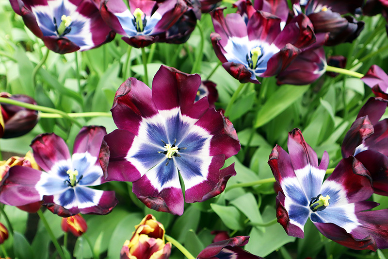 Tulpenblüte Keukenhof (NL)
