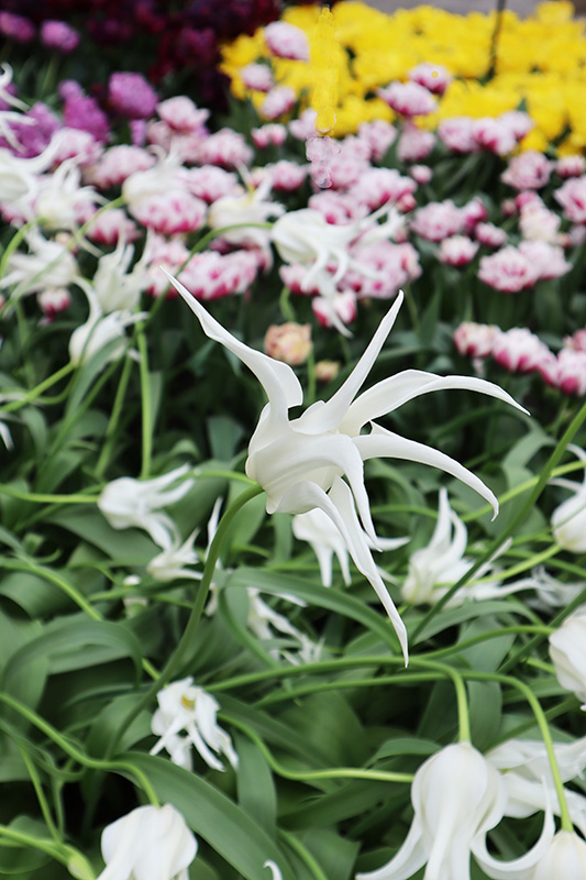 Tulpenblüte Keukenhof (NL)
