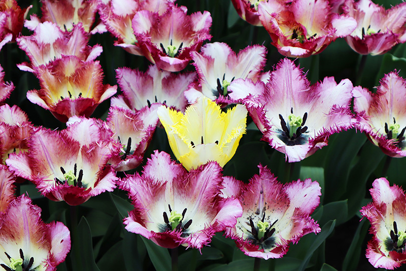 Tulpenblüte Keukenhof (NL)
