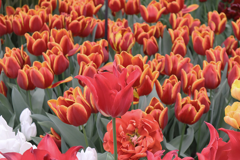 Tulpenblüte Keukenhof (NL)
