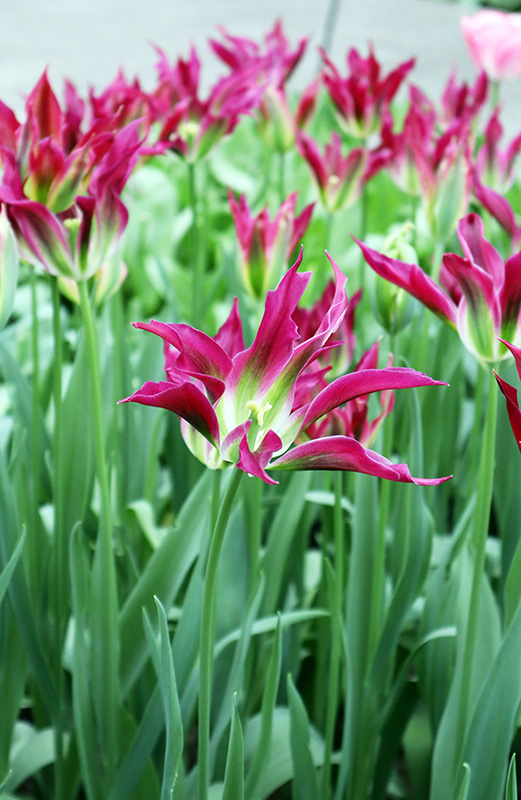 Tulpenblüte Keukenhof (NL)
