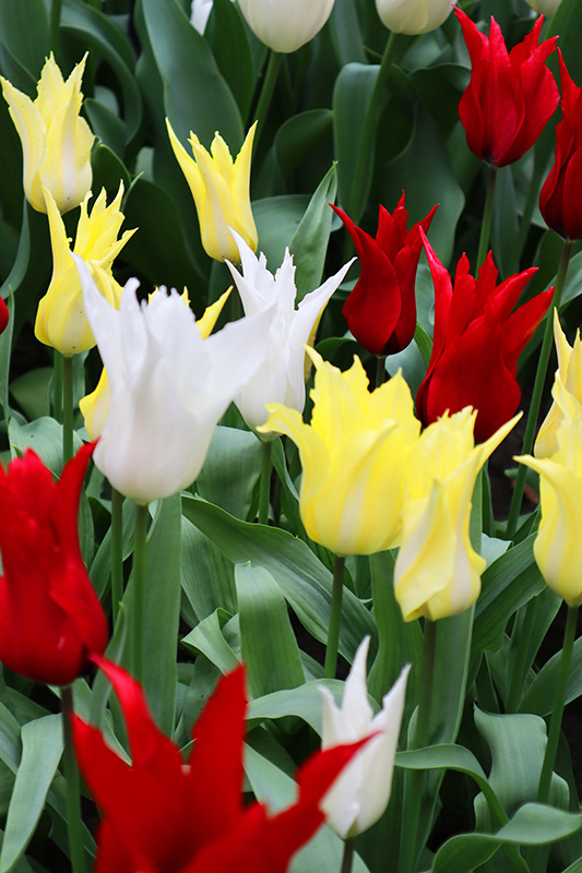 Tulpenblüte Keukenhof (NL)
