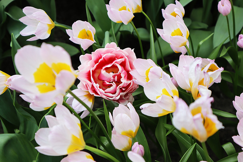 Tulpenblüte Keukenhof (NL)
