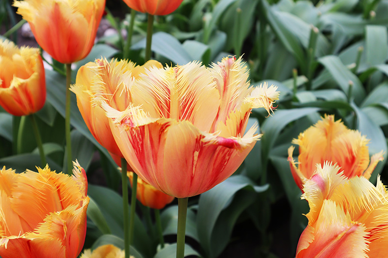 Tulpenblüte Keukenhof (NL)
