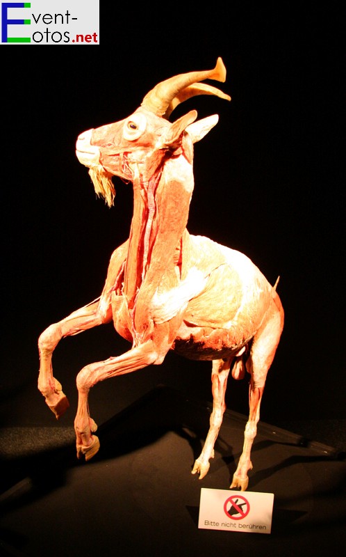 Plastinierter Ziegenbock
