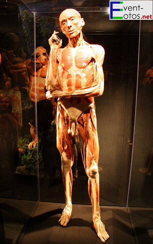 "Der SchwÃ¤tzer" - menschliches Plastinat
