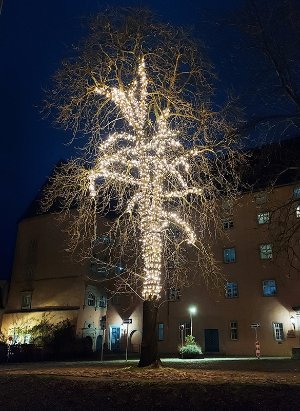 Baum, Schlossplatz
