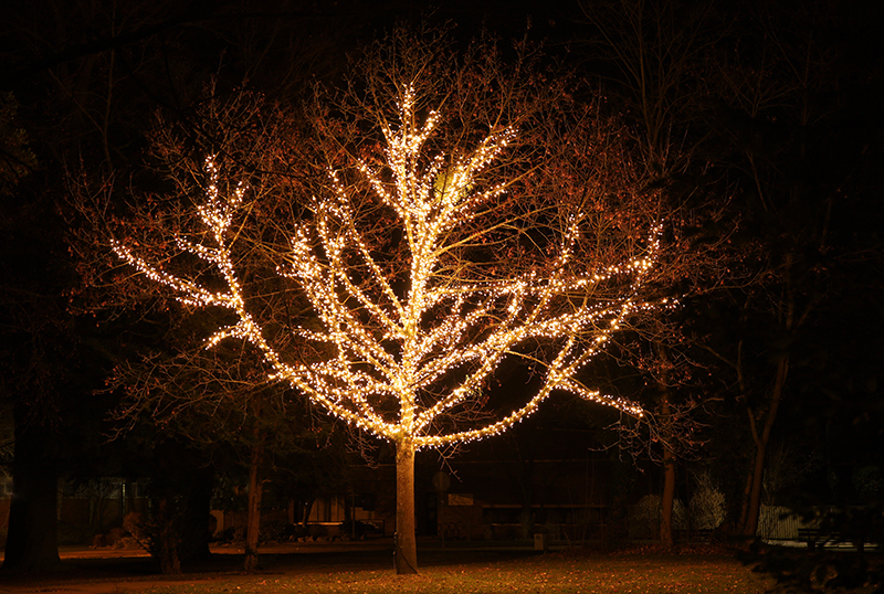 Baum, Wallanlage
