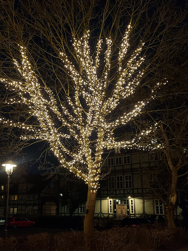 Baum, Parkplatz Schlossplatz
