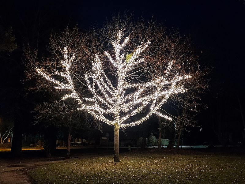 Baum, Wallanlage
